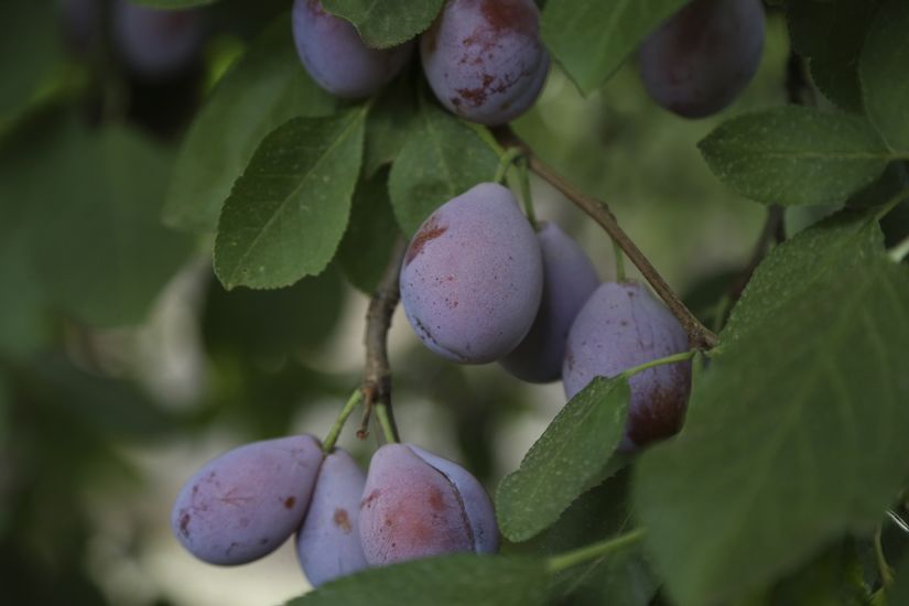 Agriculture - Prunes - Harvest - Picking of the prunes (38) 550