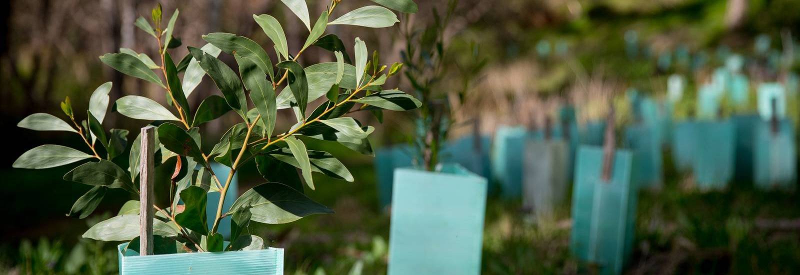 Revegetation in Australia.