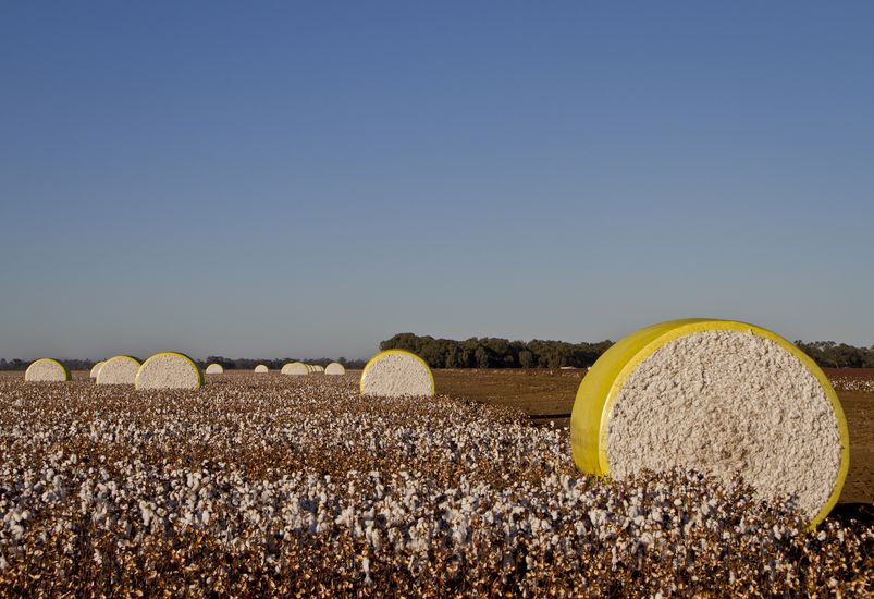 Wooloondool Farm's Cotton Crop 2012